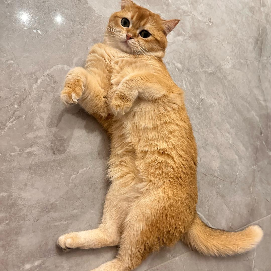 板栗少爷的幸福生活