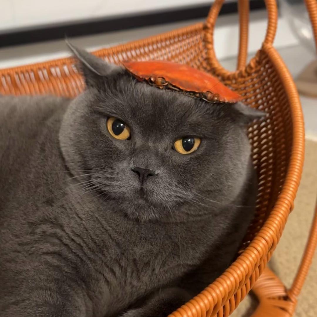 头上长猫