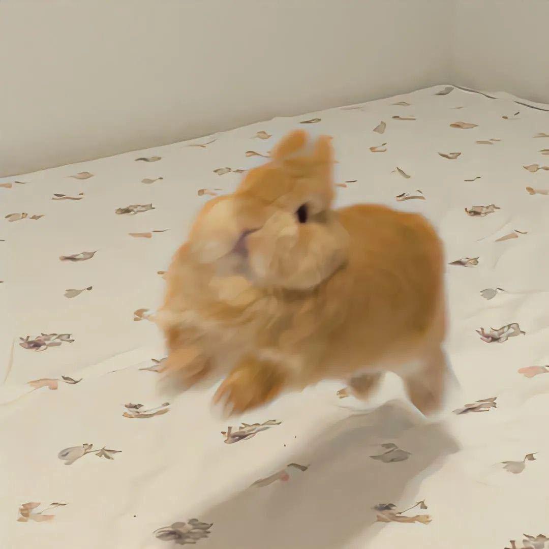 小狗不吃骨头🦴