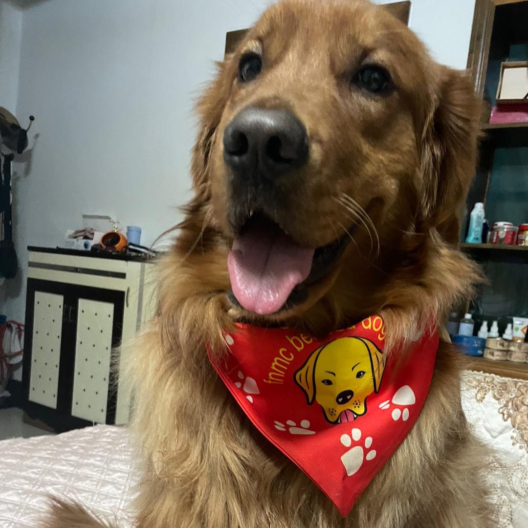 金毛弟弟南瓜🎃