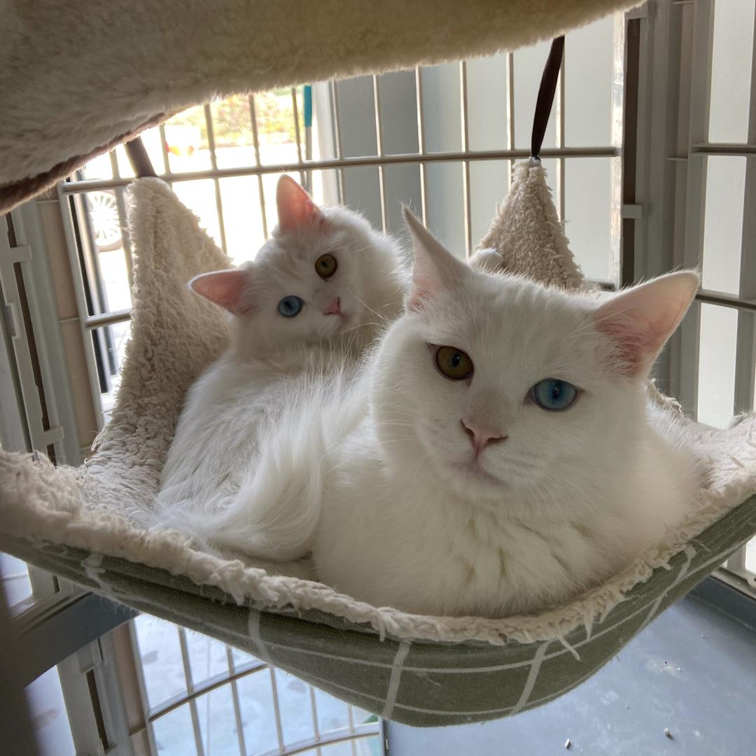 盛世美颜🐱