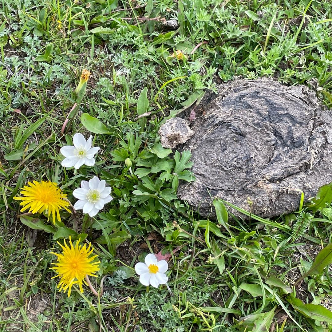 一片橄榄
