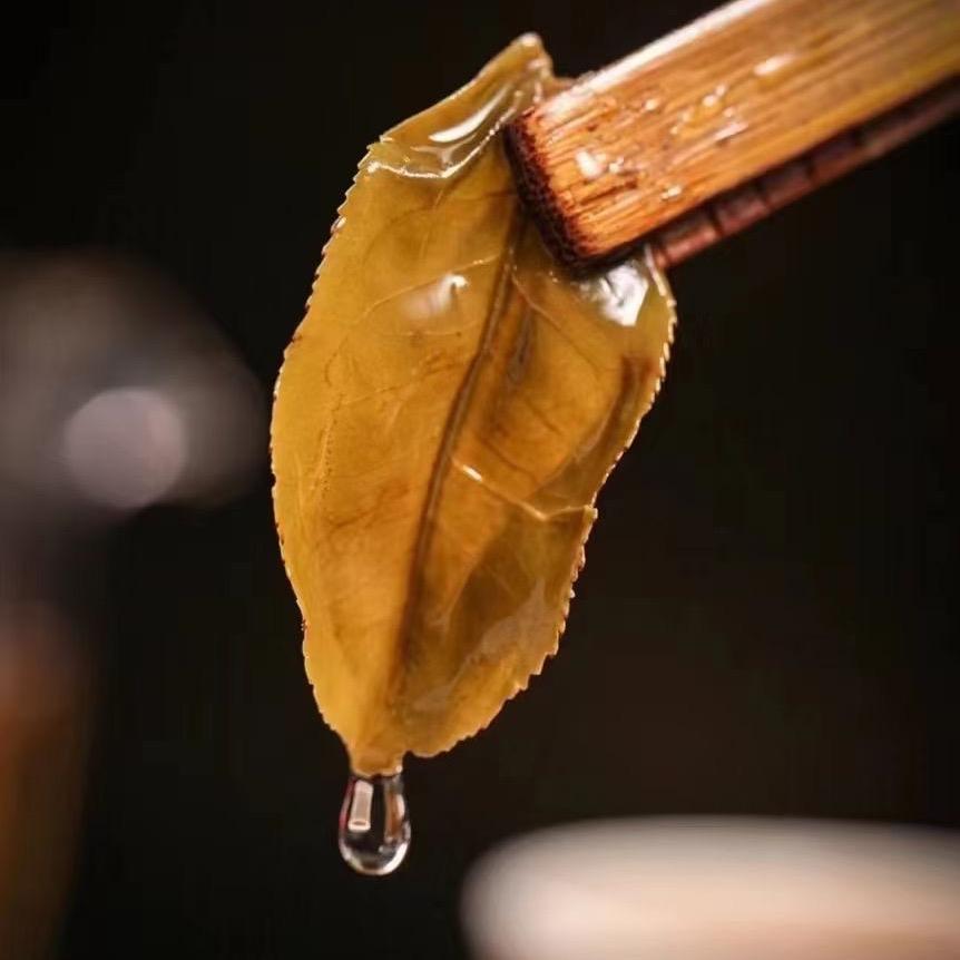 箐寨云顶古茶— 云南小羽