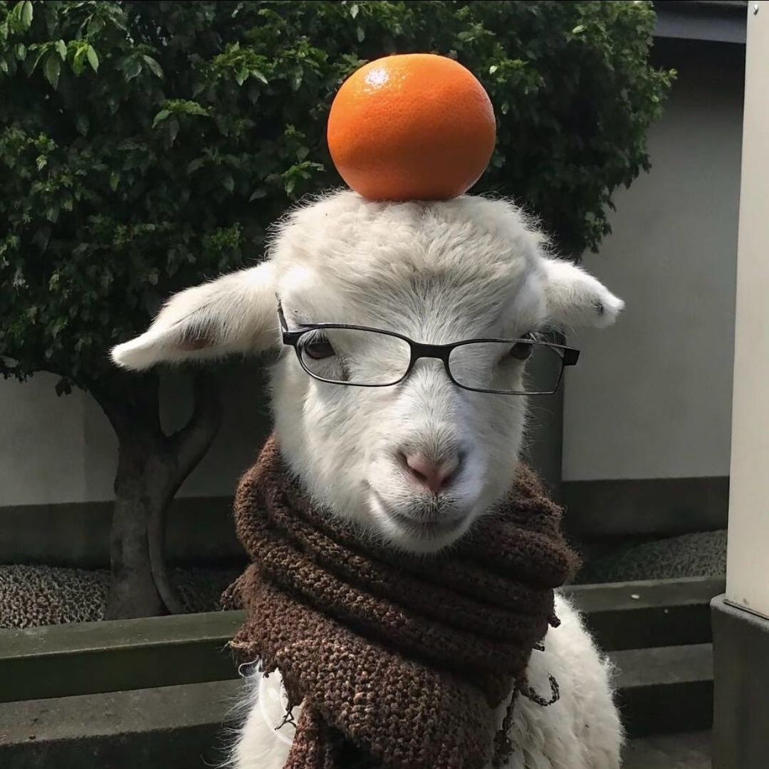 羊咩咩