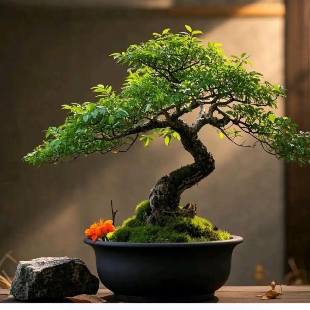 黄荆 酸枣盆景