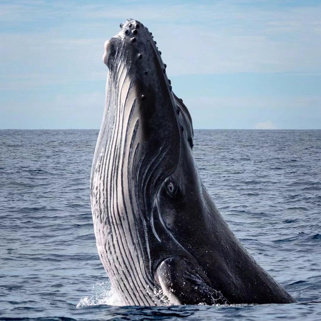 小小鲸鱼🐳