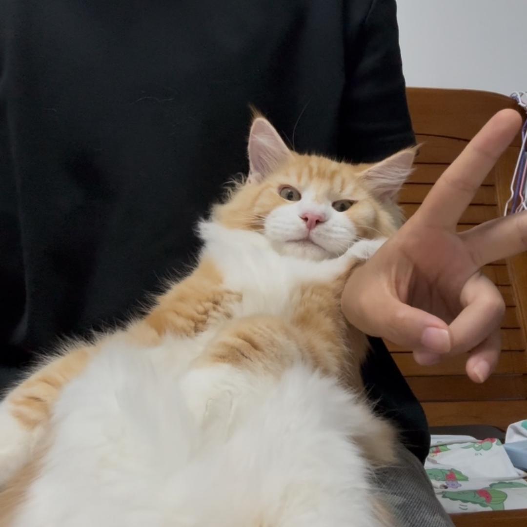 尼克是只猫
