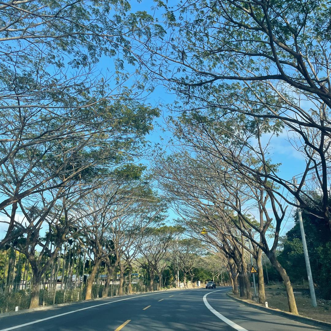 妙手罗老师-小爱