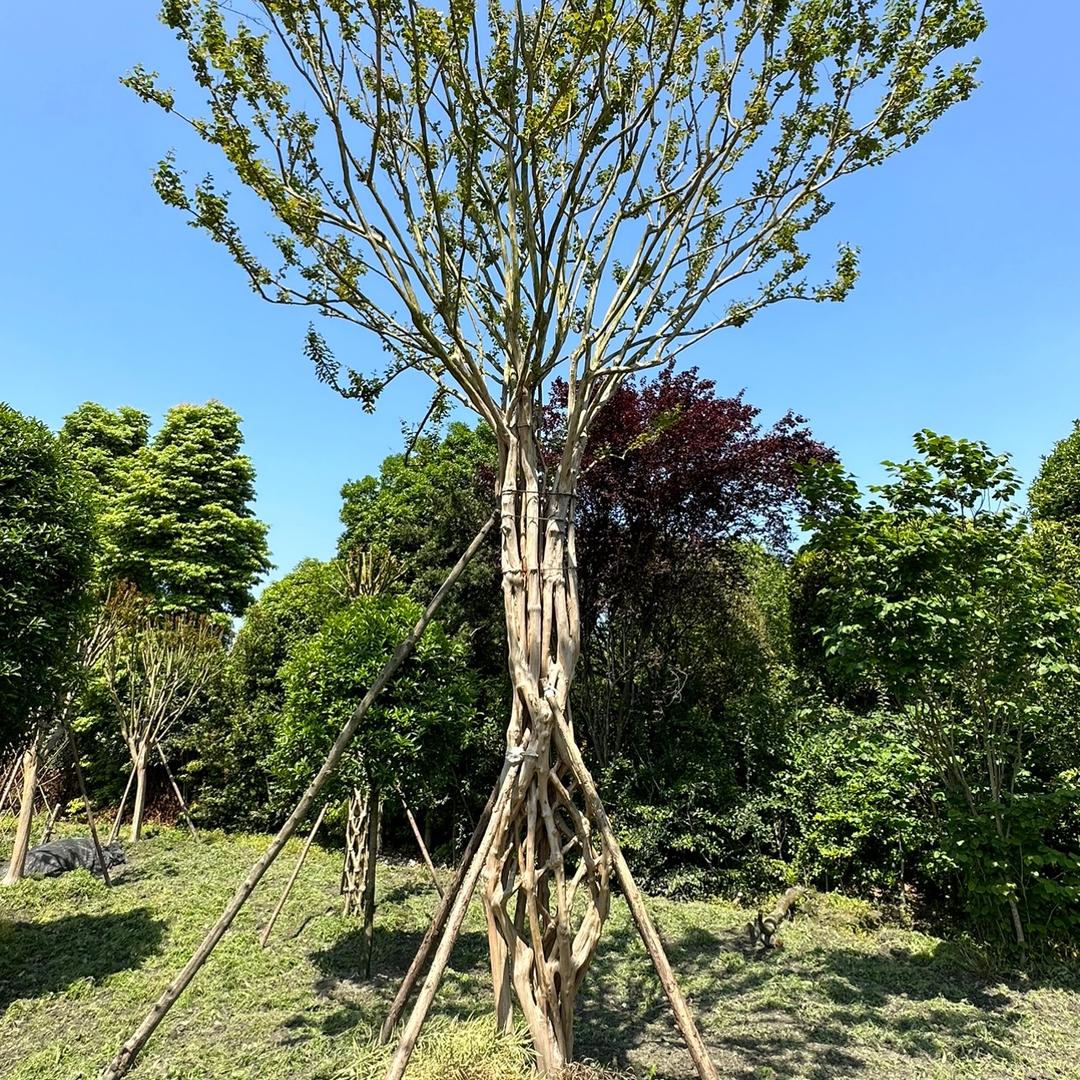 麦子熟了
