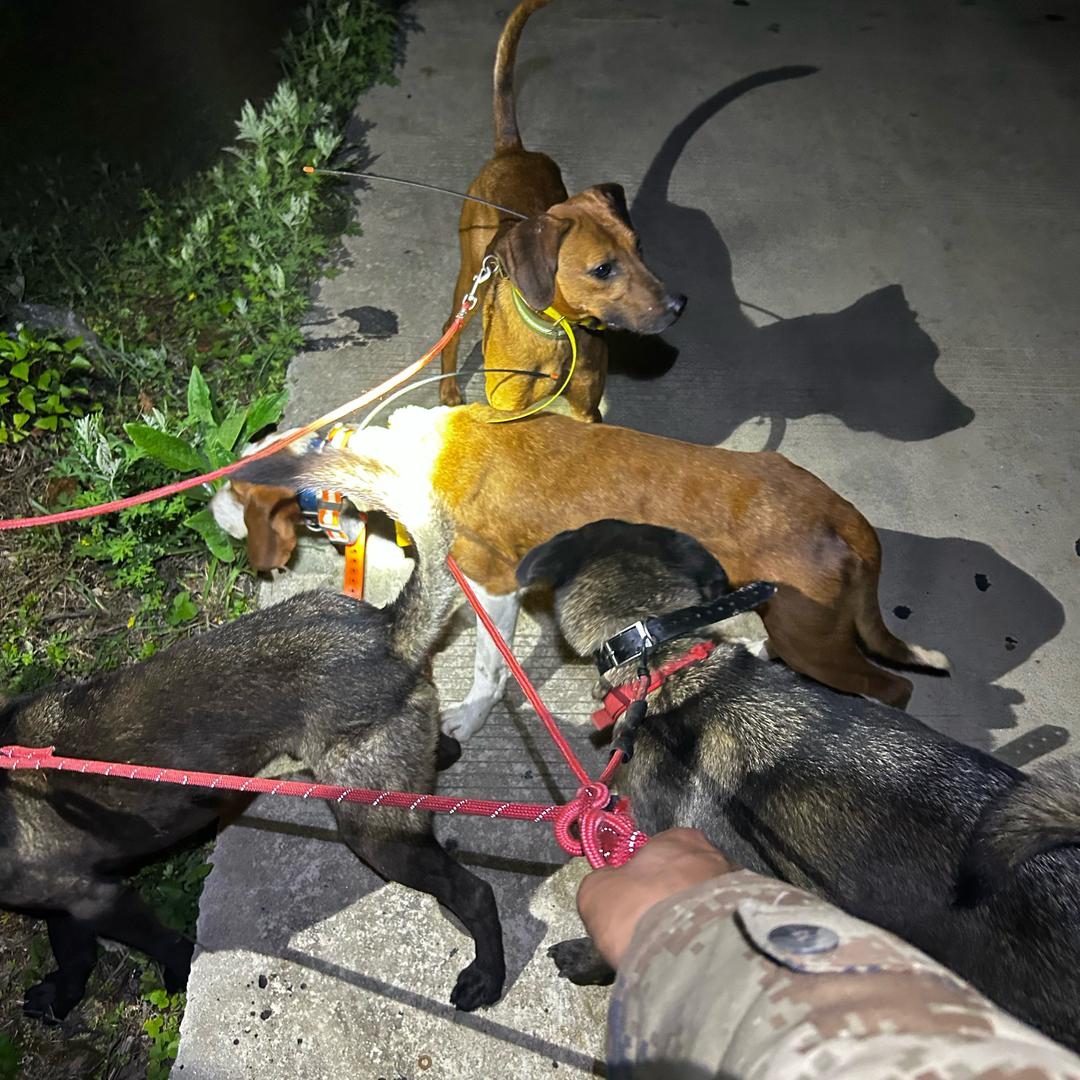 实战户外（只玩高端货）代训狗