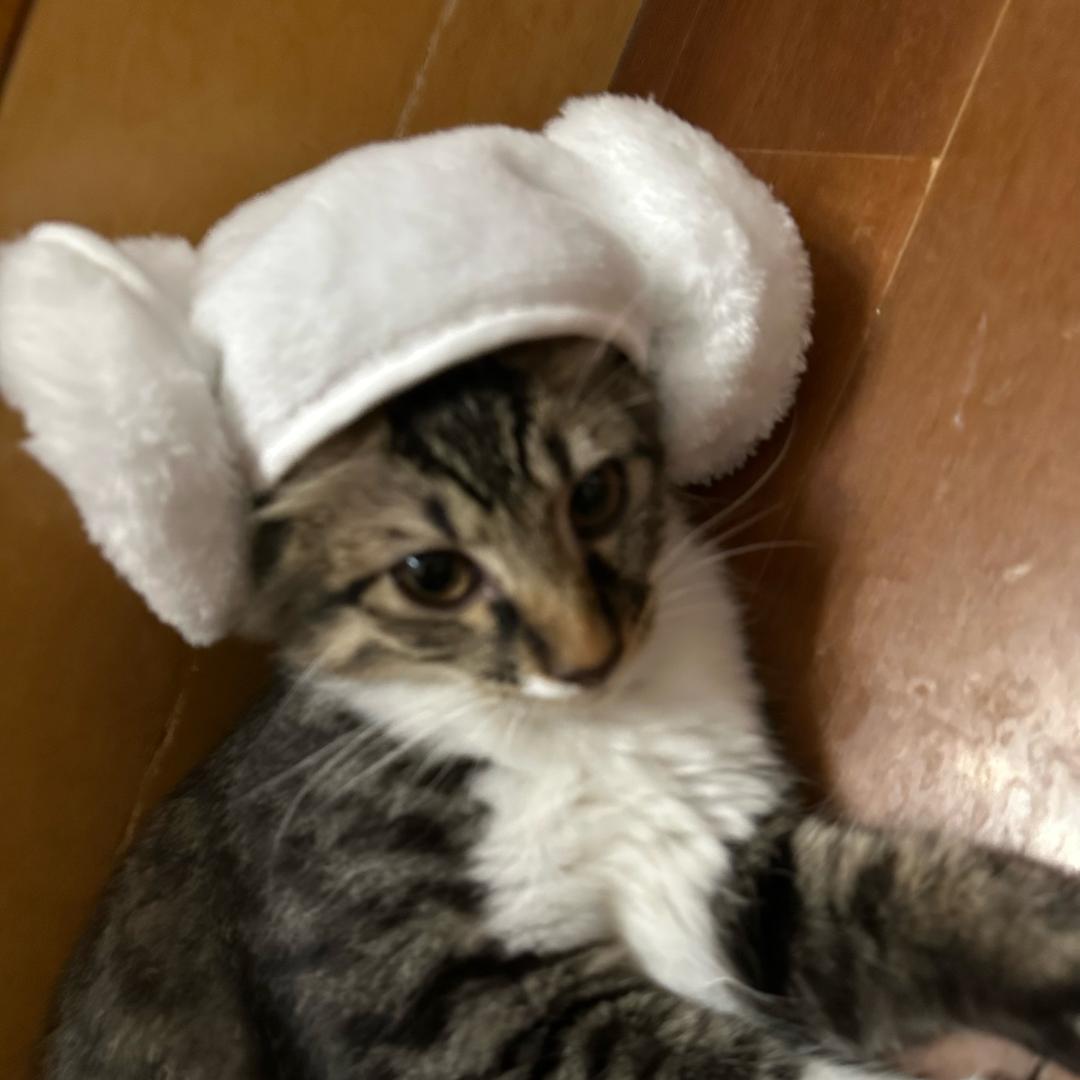 吸猫艺术家