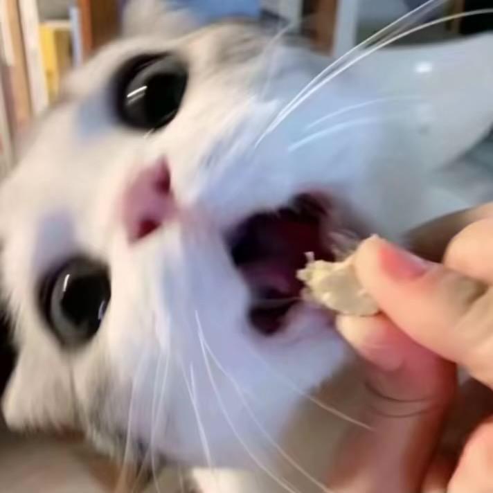 妄寻鱼
