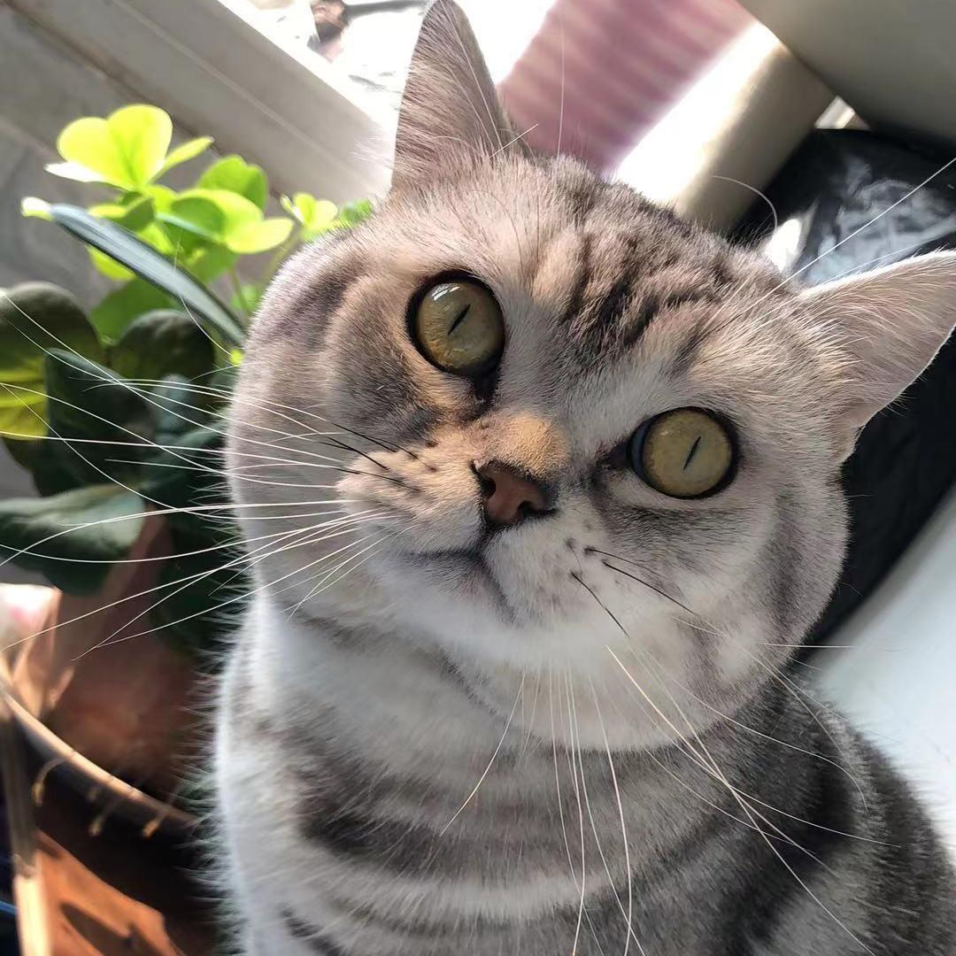 樱桃小丸子