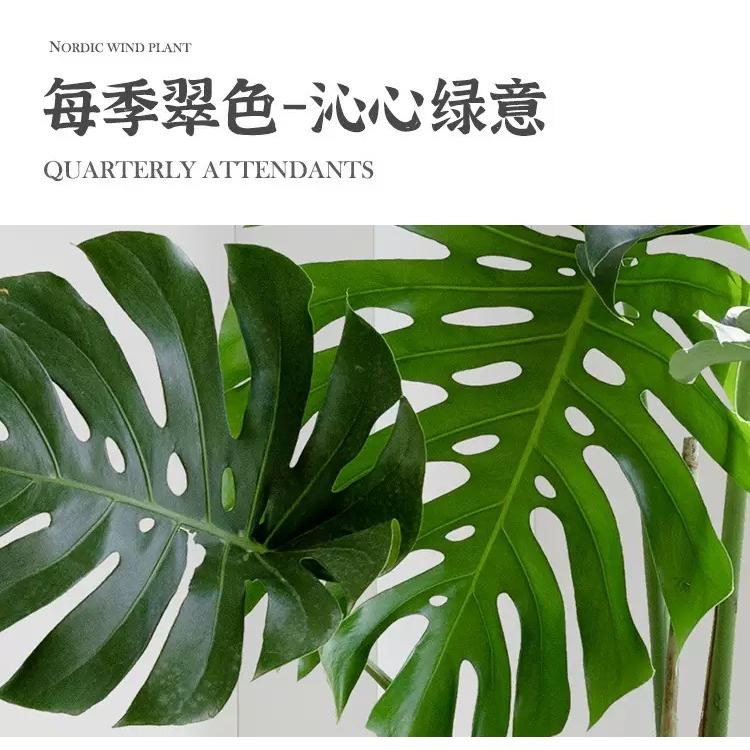 南柯一梦绿植