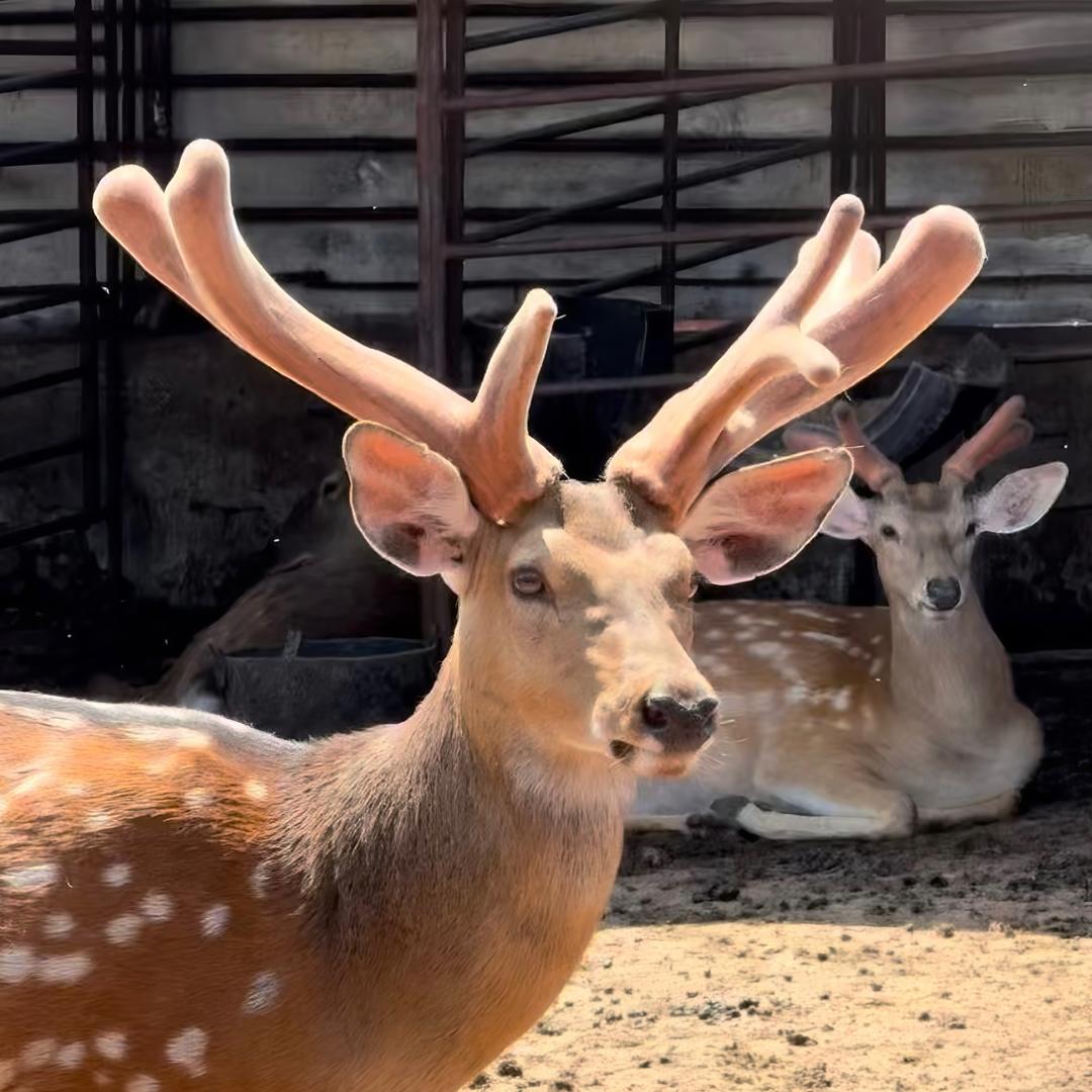 勤俭鹿业参茸店