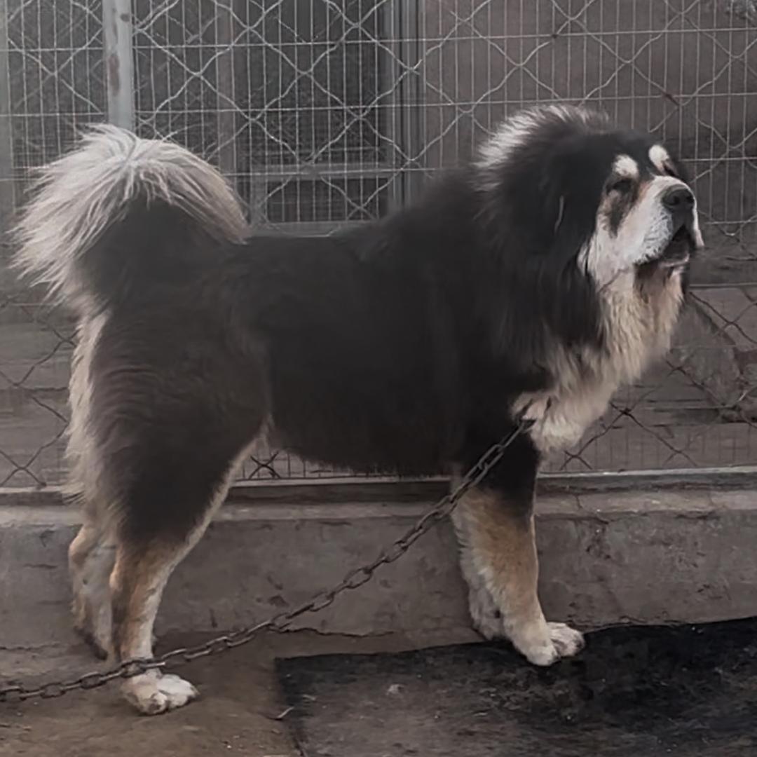 原生河曲藏獒