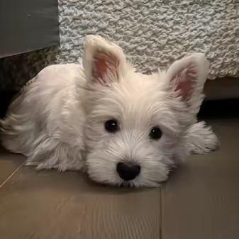 Kiiio