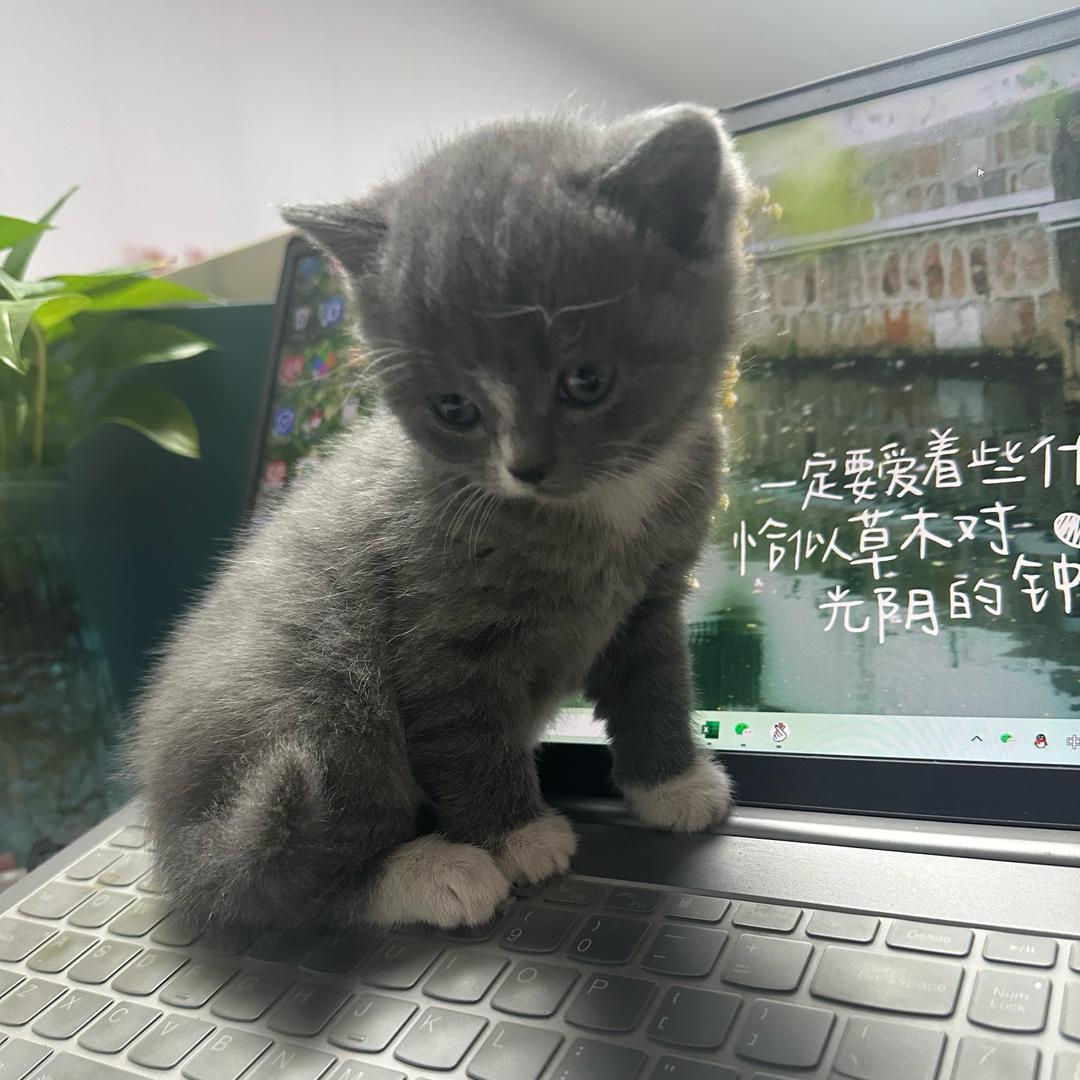 李好运
