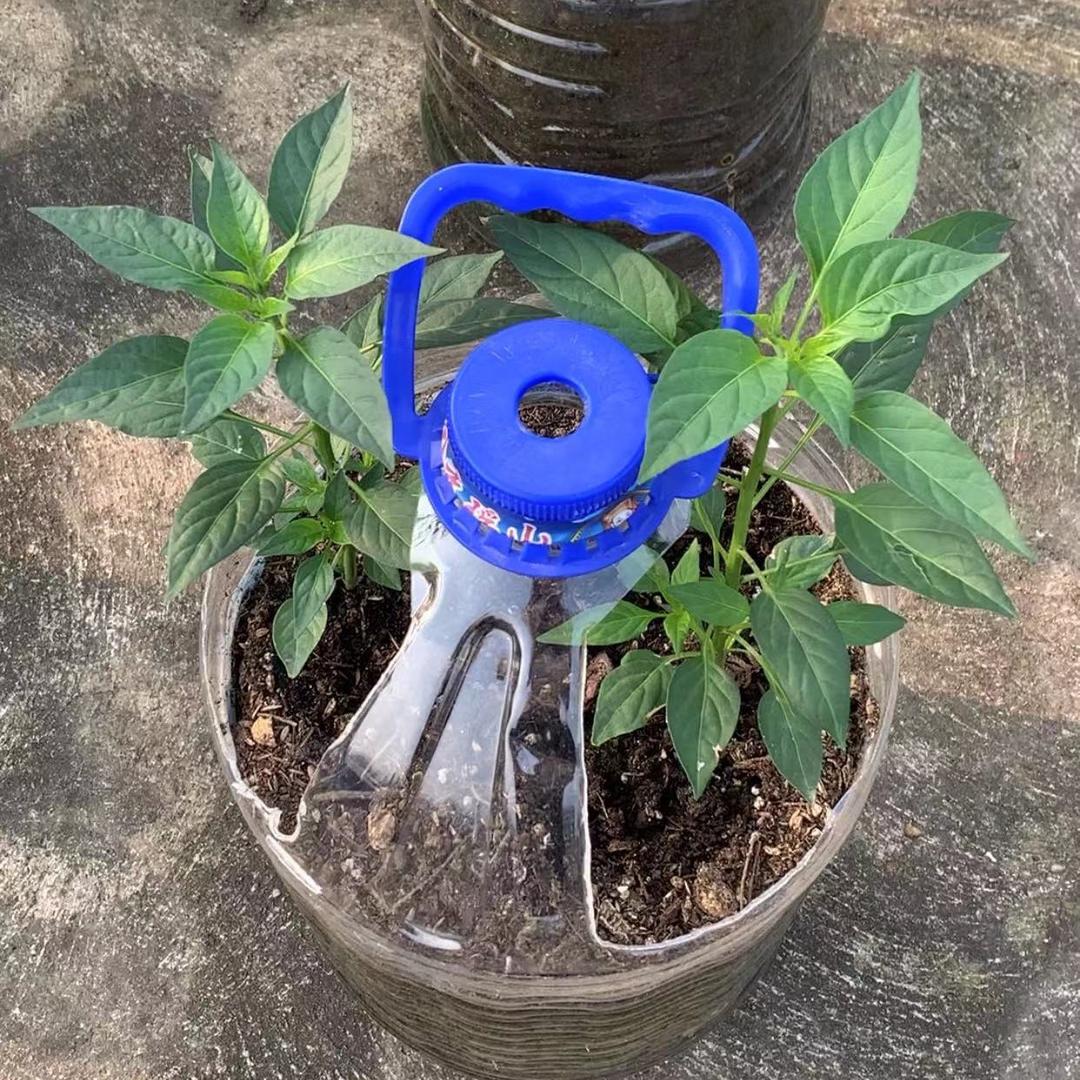 我的楼顶小菜园(百菜种植园)