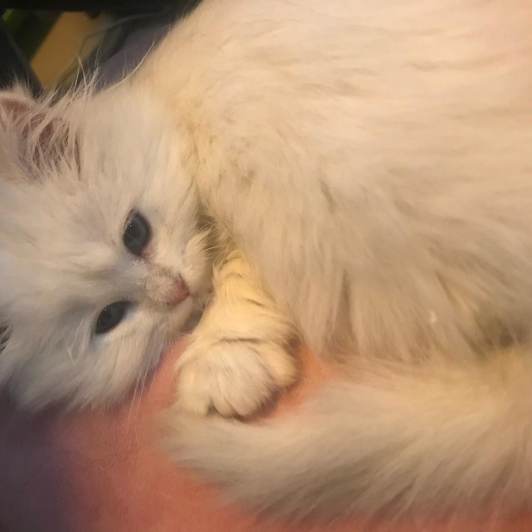 梨花一二头像