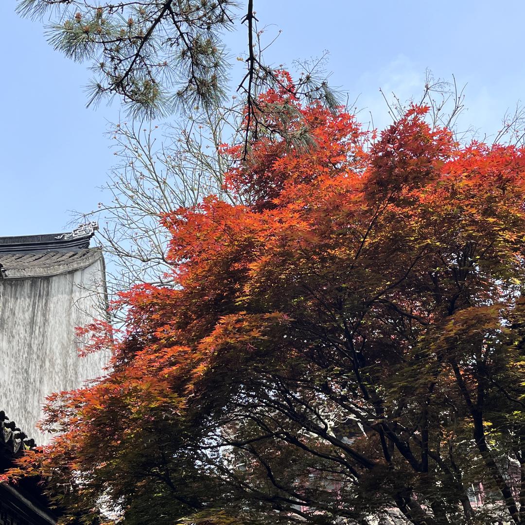 皮尔可颂