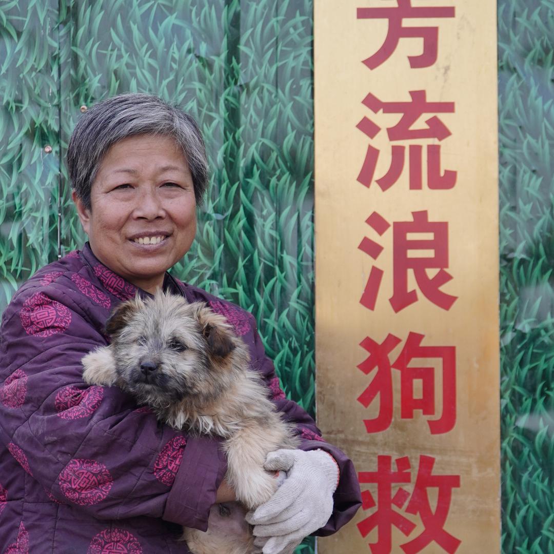 王芳流浪狗救助基地