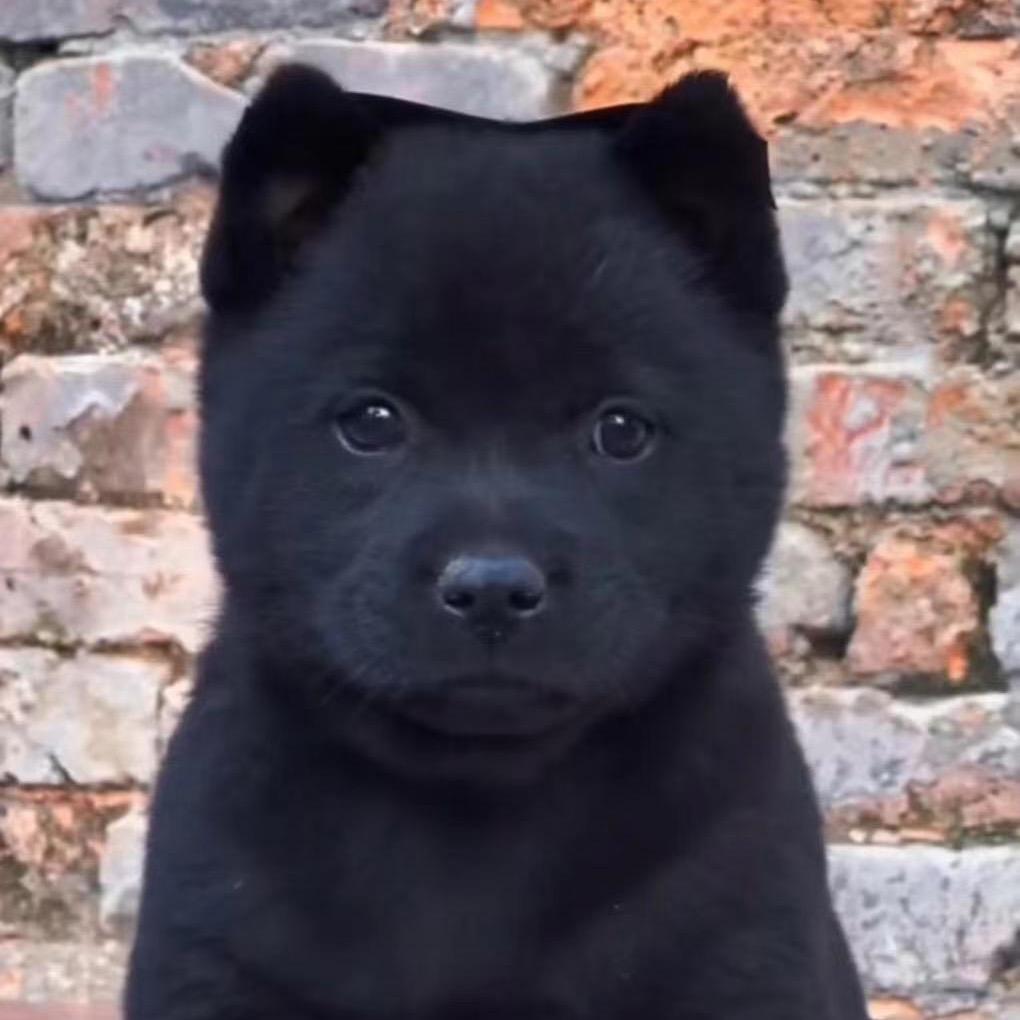 A-田园犬（逛狗市）