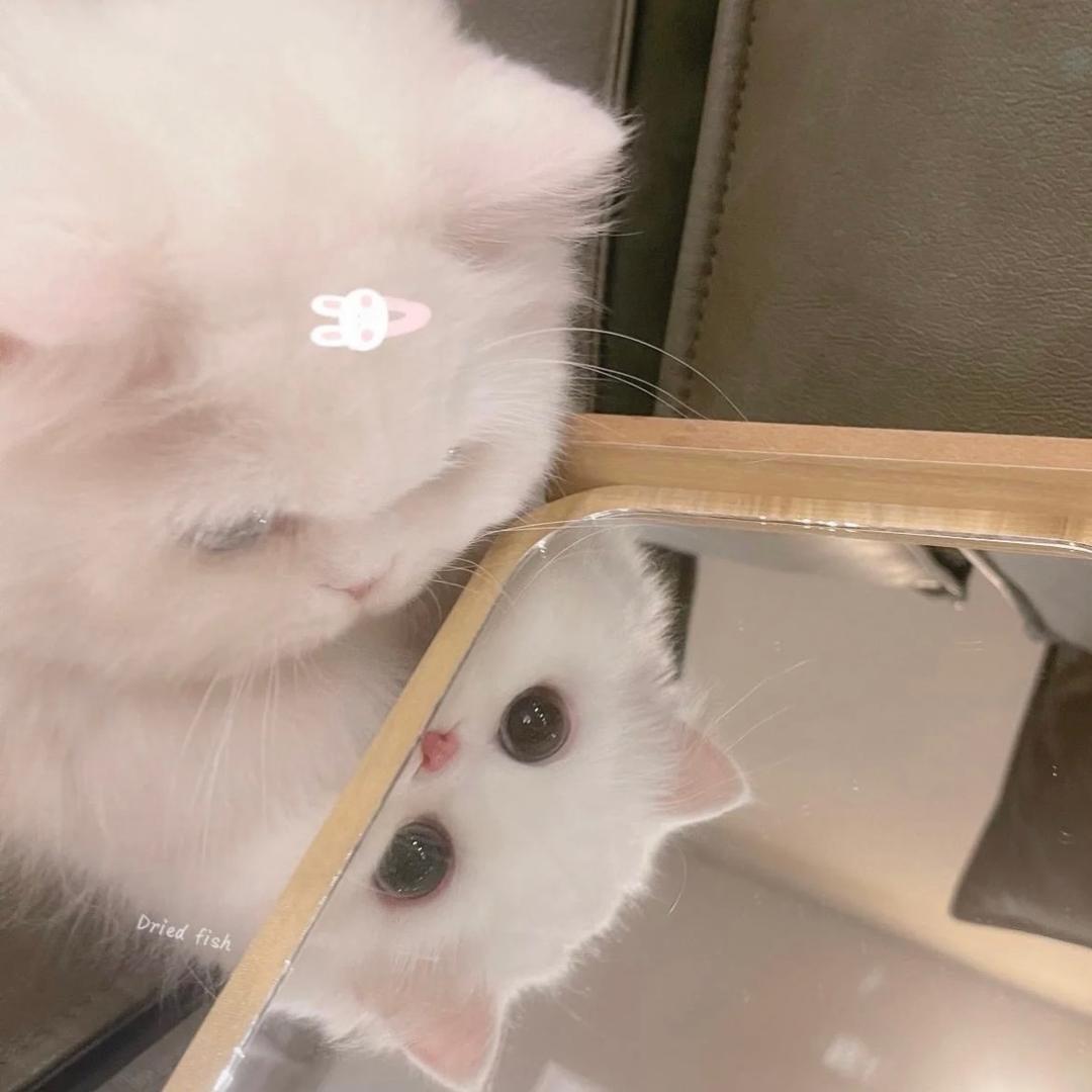 古德猫柠