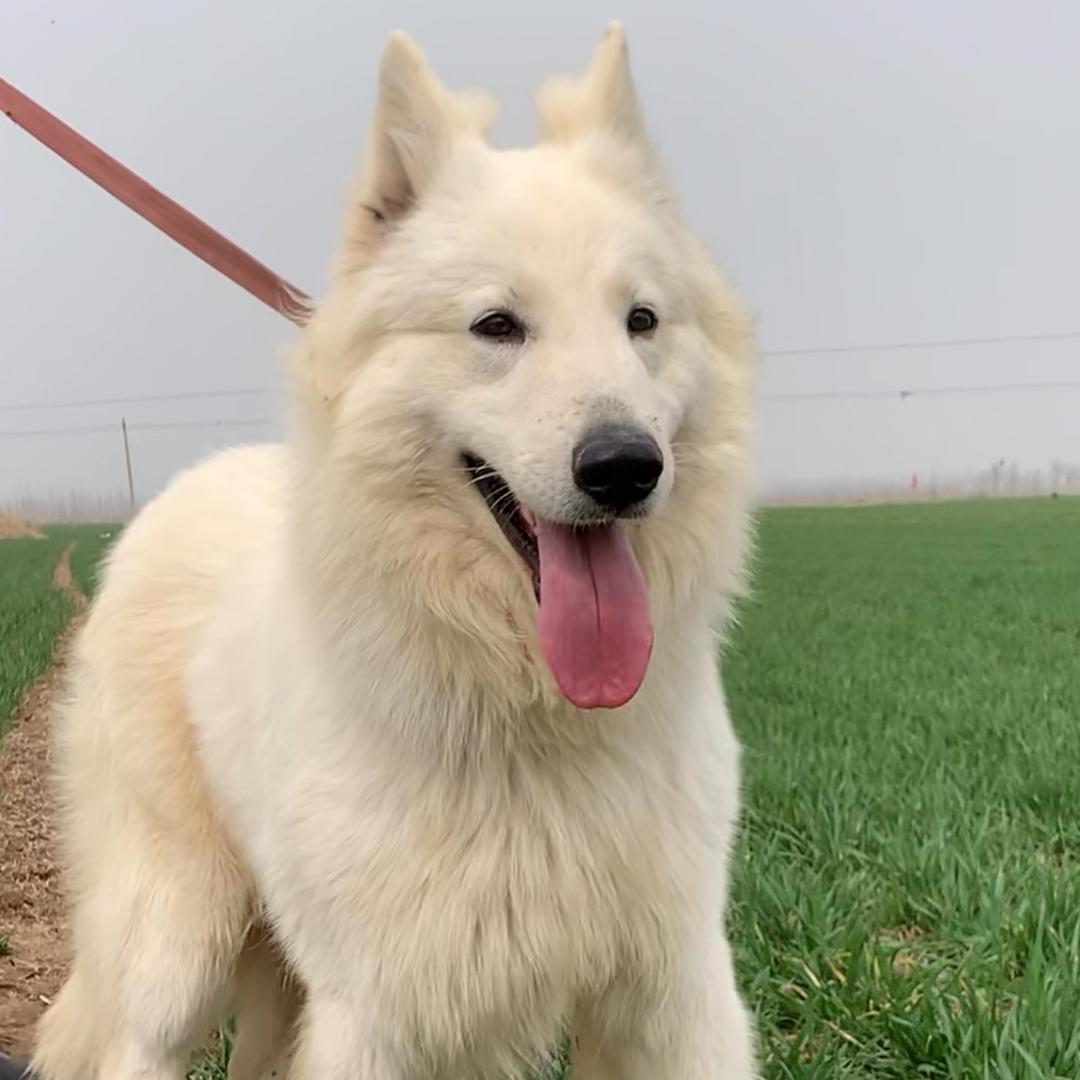 瑞士牧羊犬小张