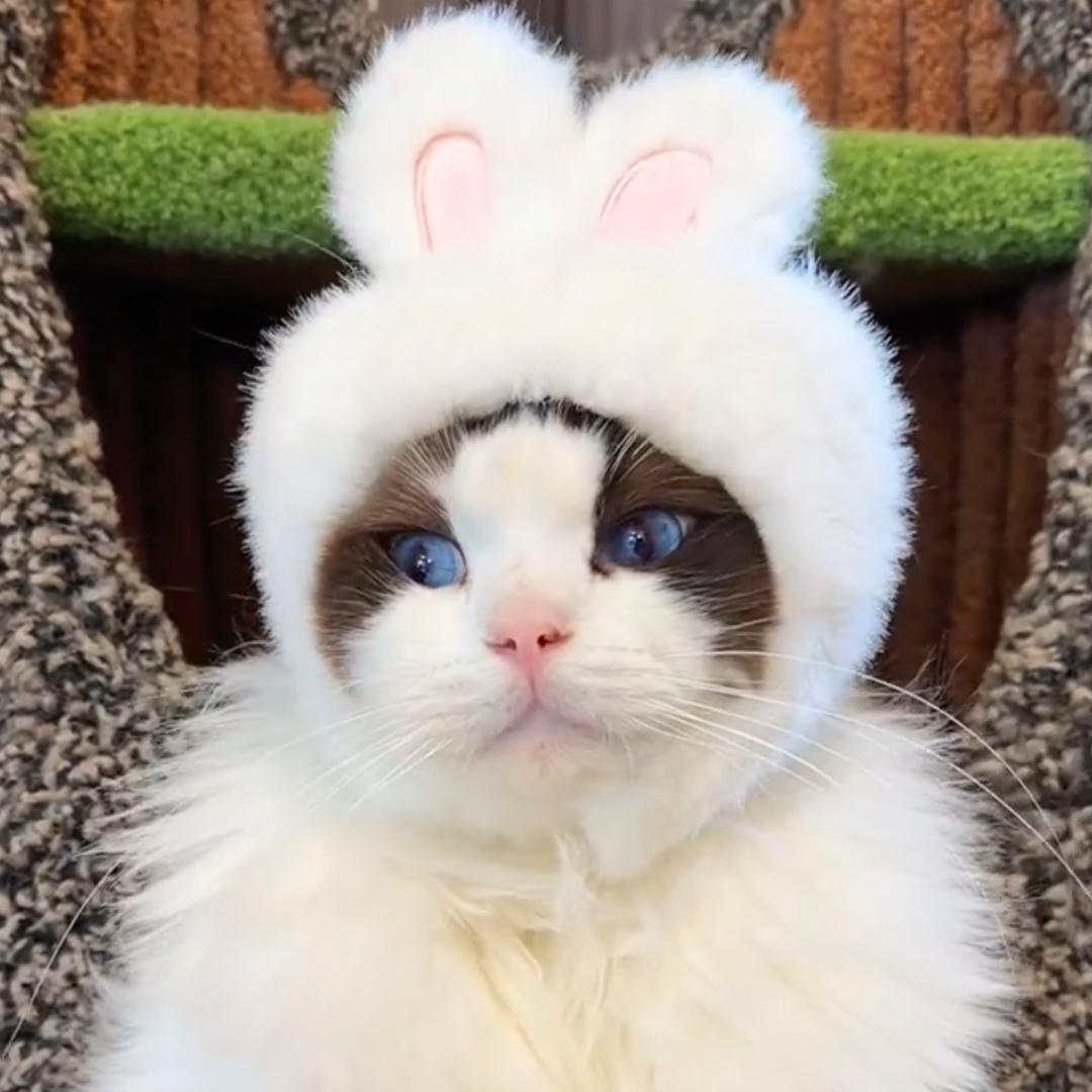 丁小宝的毛孩子