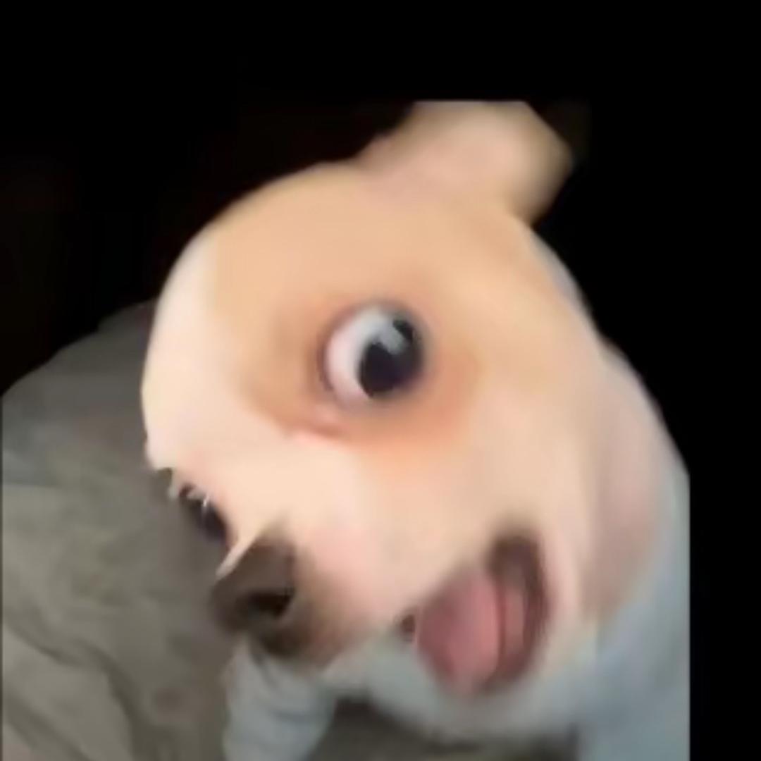 小耗子coz
