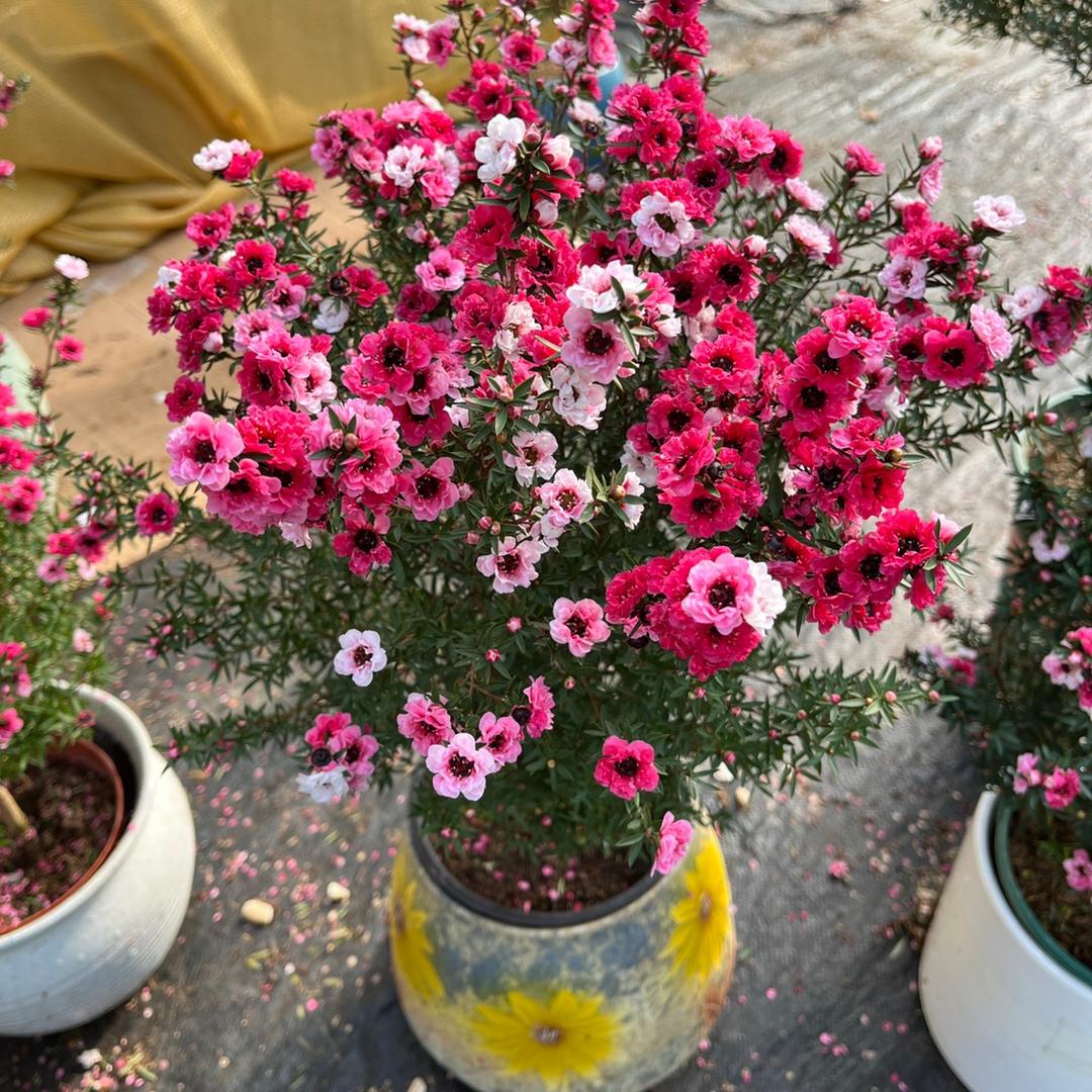 夏至花开