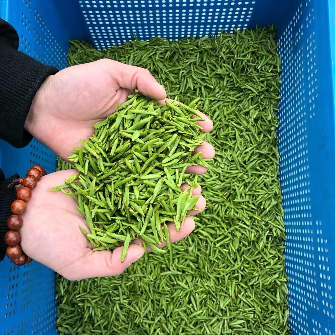 松阳茶蜜园茶业