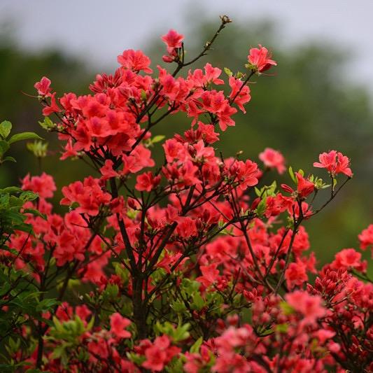 百花园盆景经营部基地
