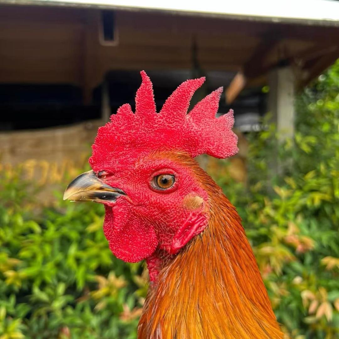 斗鸡文化（啊旺）粉丝破2000送🐔