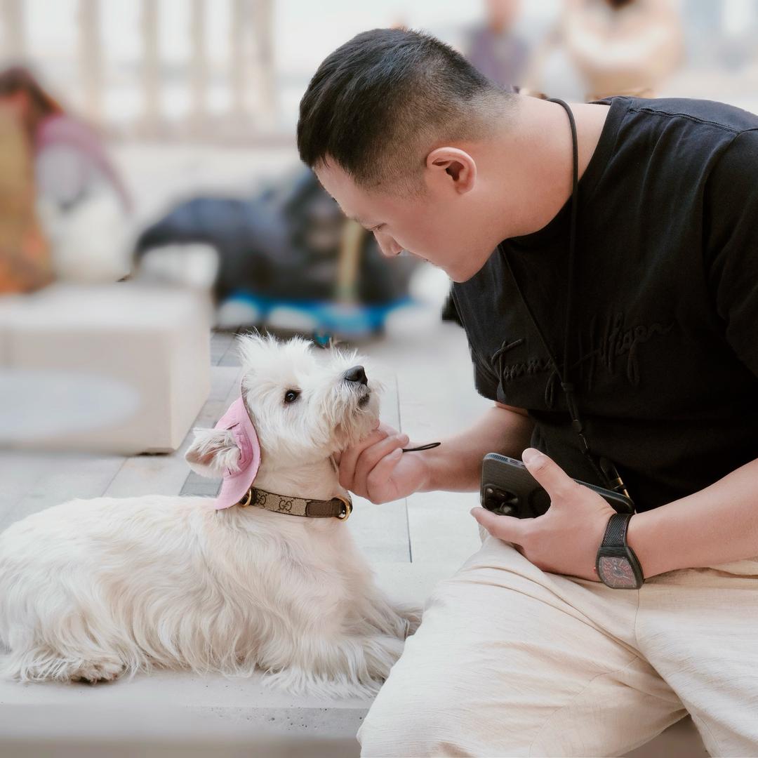 我的狗姓杨名团团