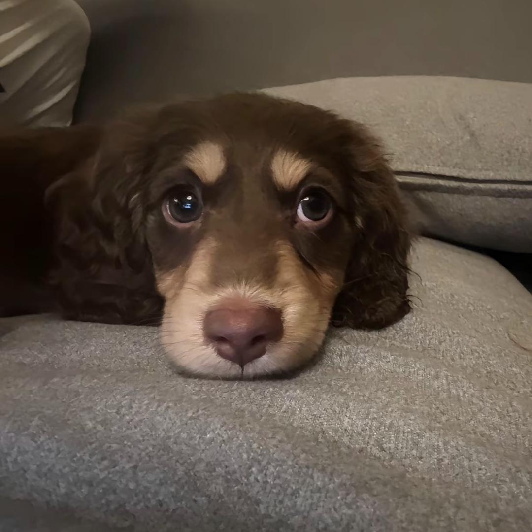 碗鱼_yuToo ˃ ᵕ ˂