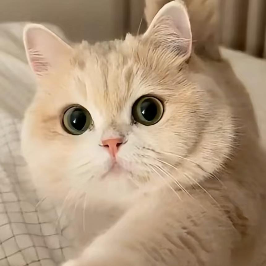 饿瘦的小肥猫