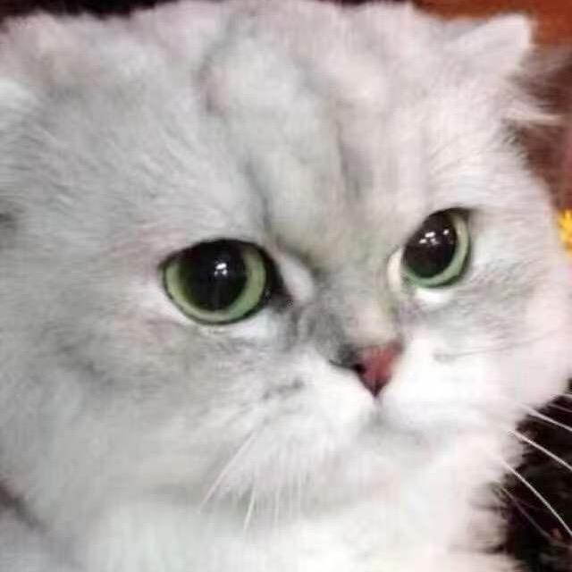 喵喵家族💒🐈