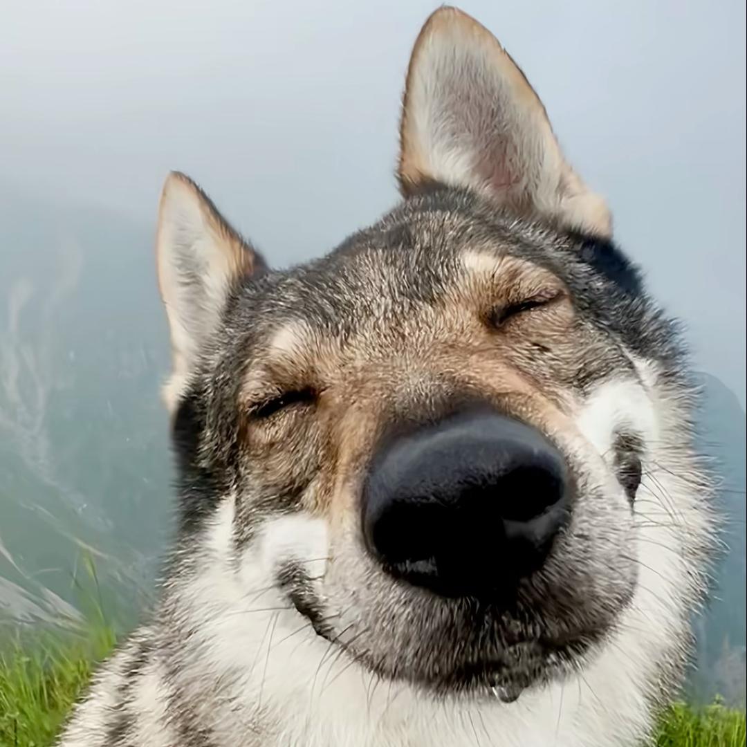 𝙮𝙖𝙣𝙜