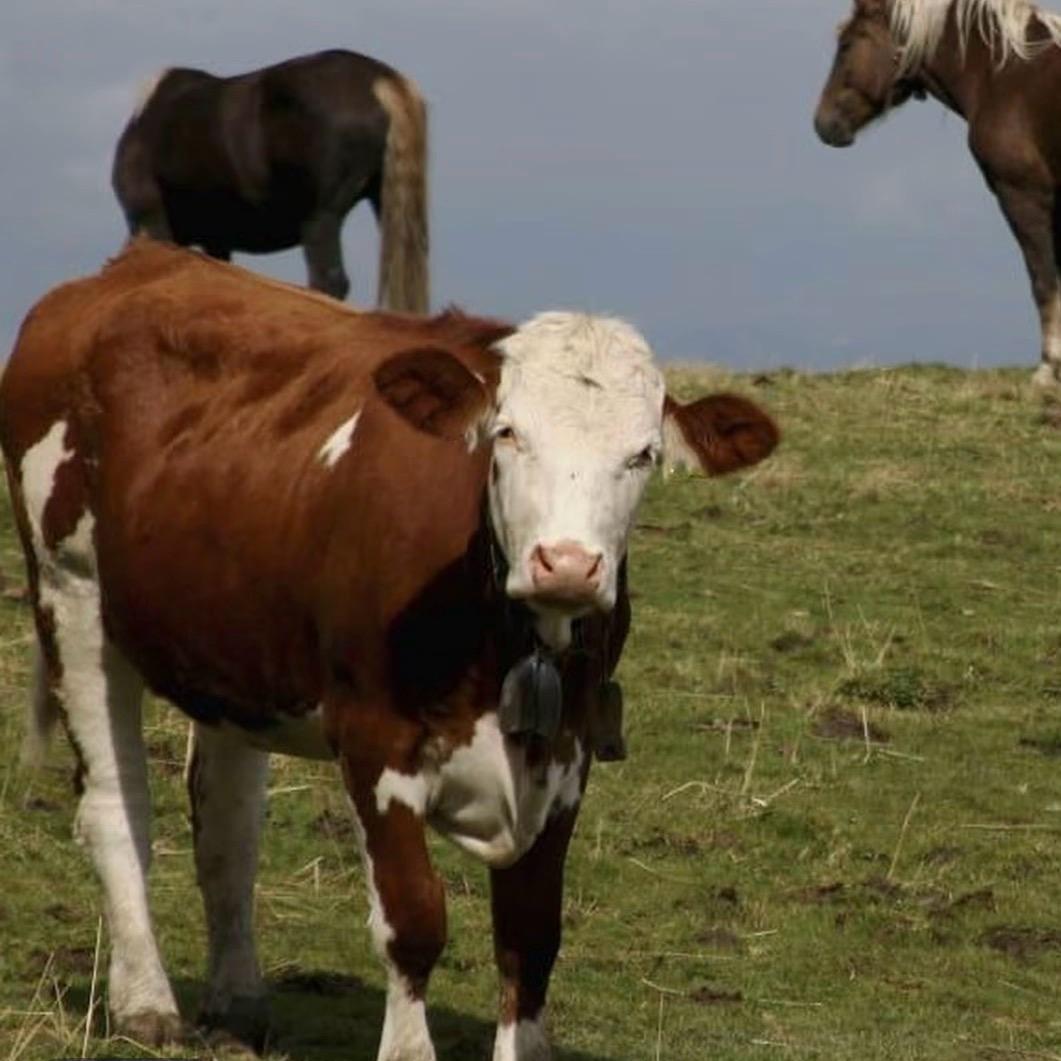 王弟（通辽代抓活牛）