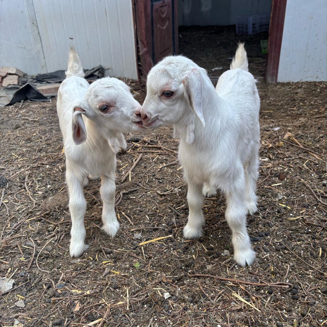 牧羊人的好羊肉