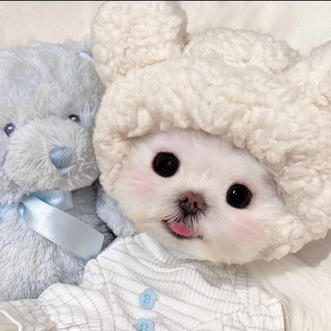 猪头