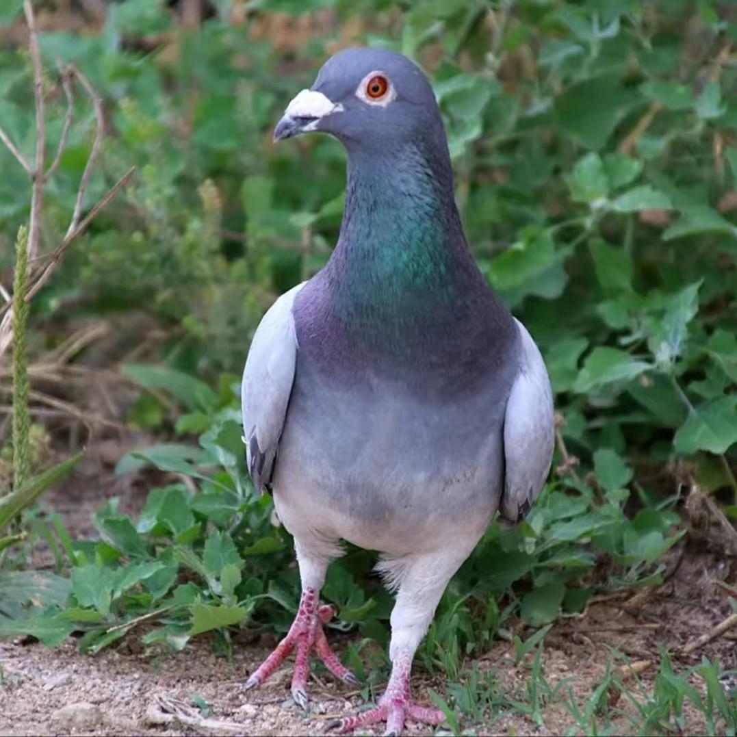 落地王鸽子小店
