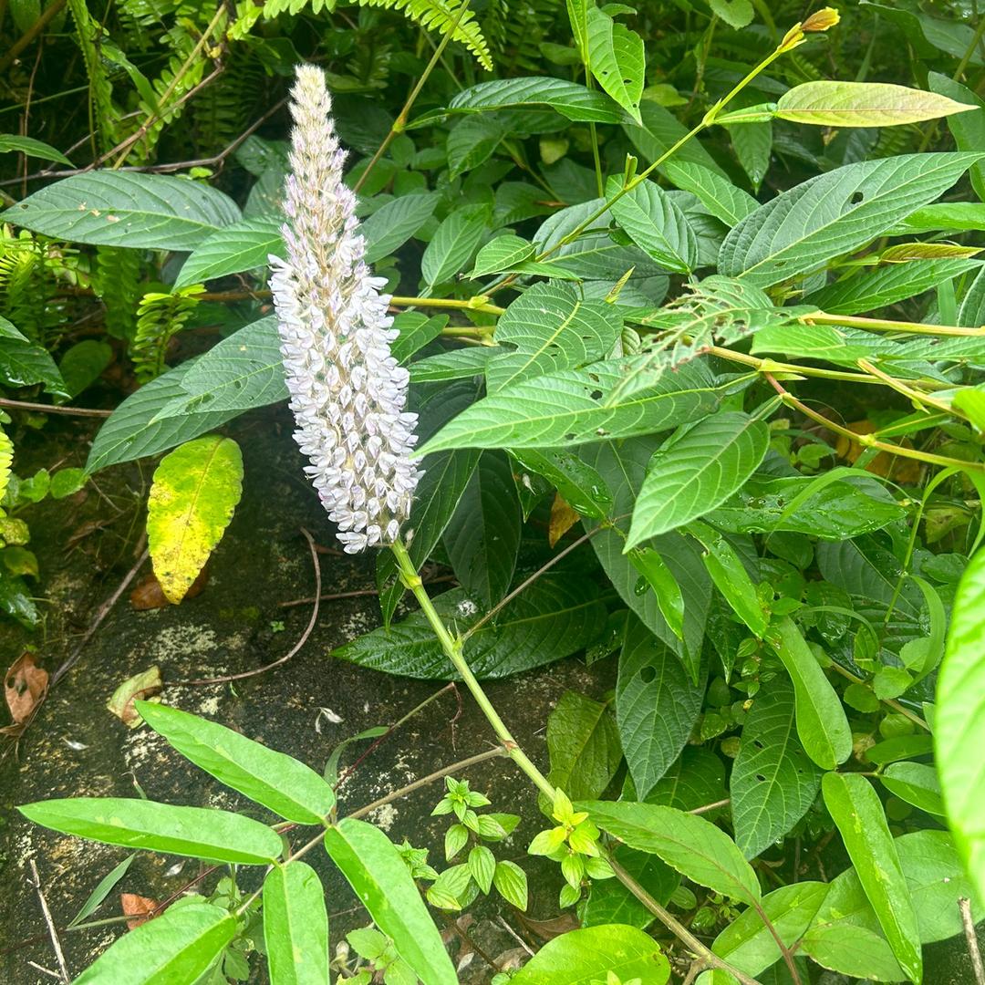 草药居士