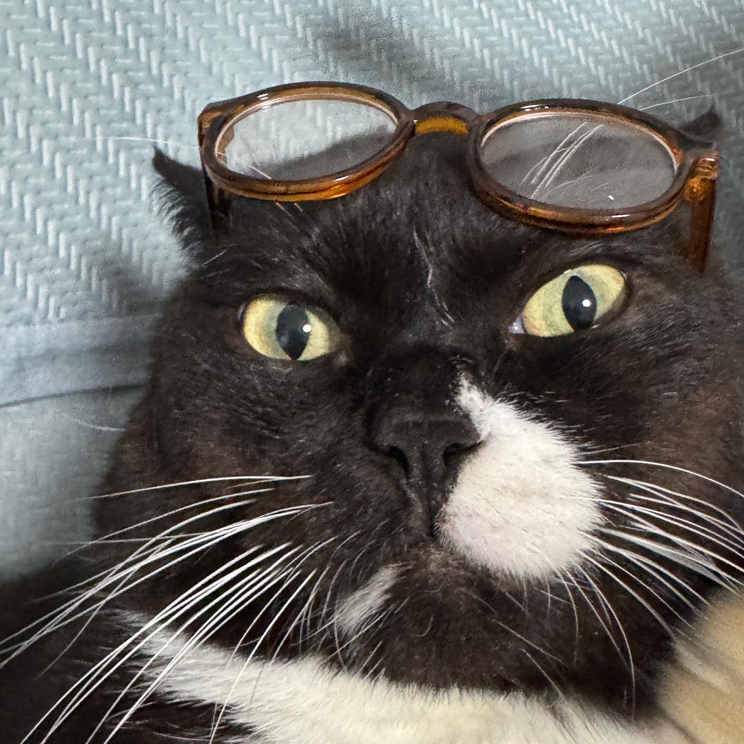 花果山在逃猕猴