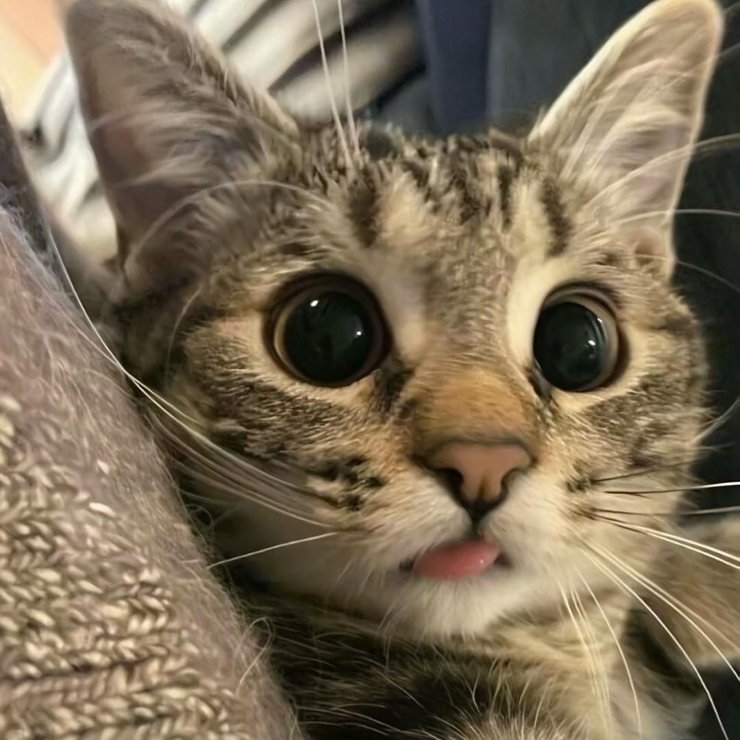 炒米想早点睡觉Z☡zᶻ