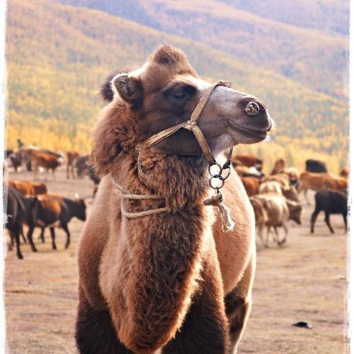 骆驼祥子🐫🐫