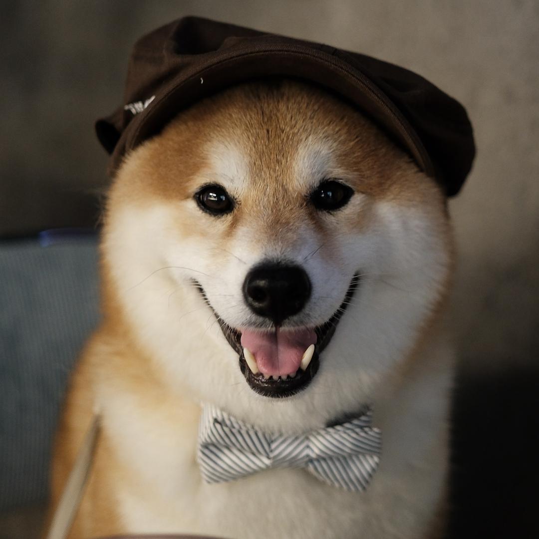 糕大头🐻