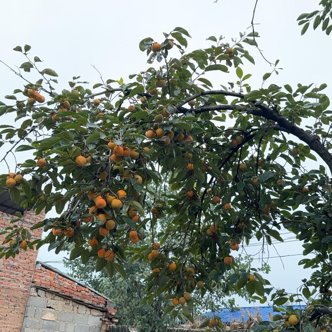 我是我